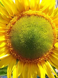 Close-up of sunflower