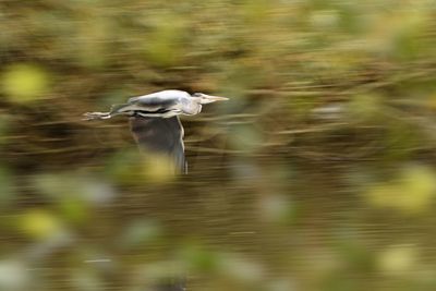 High angle view of gray heron on lake