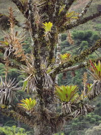 Close-up of palm tree