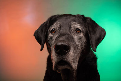 Close-up portrait of a dog