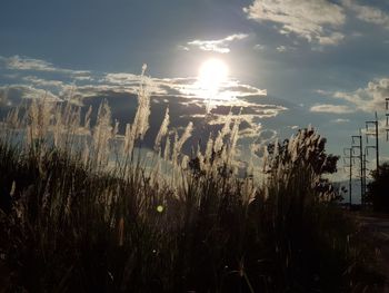 Plants growing on field against sky during sunset