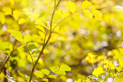 Close-up of yellow flower tree