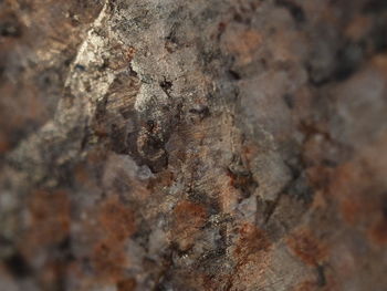 Close-up of lichen on tree trunk