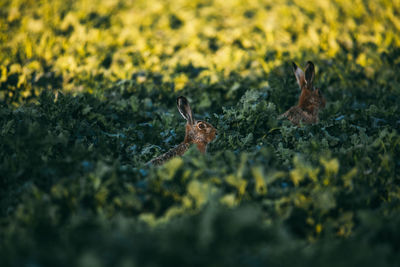 Two brown hares, lepus europaeus, sitting in green grass on a meadow in springtime. 