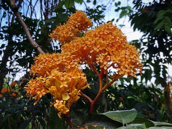 Close-up of orange flowering plant