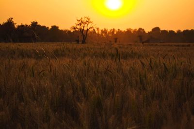 Scenic view of wheat field against sky during sunset