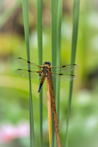 dragonflies and damseflies