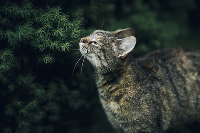 Close-up of cat by plants