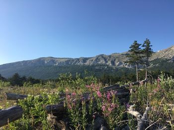 Scenic view of flowering plants against blue sky