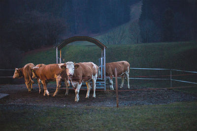 Cattle grazing in field