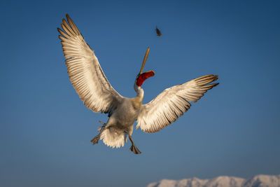 Low angle view of bird flying against clear sky