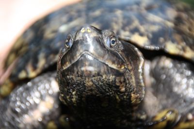 Close-up of a turtle in the sea