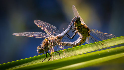 Close-up of dragonfly on leaf