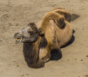 High angle view of an animal on sand