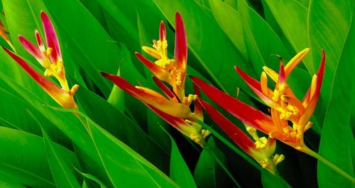 Close-up of red flowers