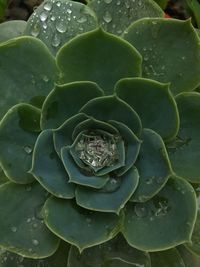 Close-up of wet succulent plant