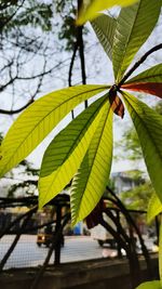 Close-up of leaves on tree