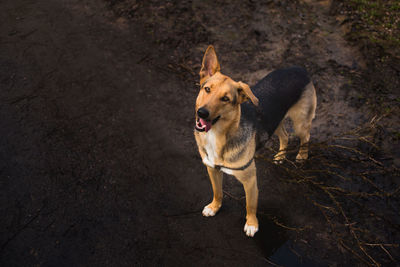 High angle view of dog standing on field