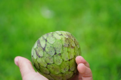 Close-up of hand holding fruit