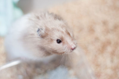 Close-up of a golden hamster