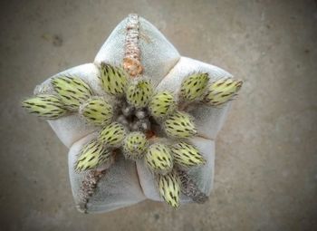Close-up of white flower on plant