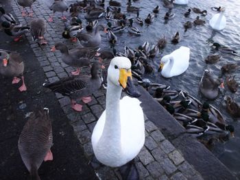 High angle view of ducks by lake