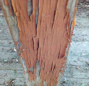 High angle view of tree trunk during winter