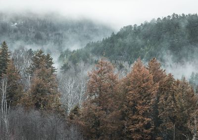 Pine trees in forest during foggy weather