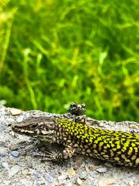 Close-up of lizard on rock