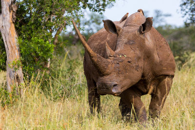 Close-up of rhinoceros on field