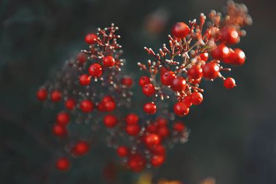 Close-up of wet red berries
