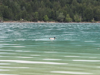 View of ducks swimming in lake