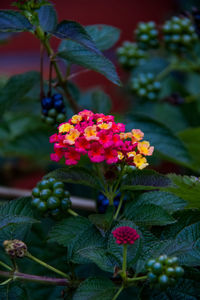 Close-up of flowering plant