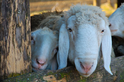 Portrait of sheep in pen