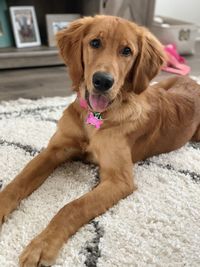Portrait of dog sitting on floor at home