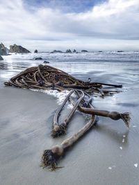 Seaweed on beach