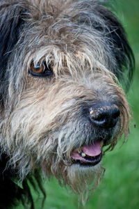Close-up portrait of dog