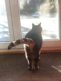 Rear view of a cat looking through window