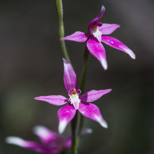 Close-up of pink flower