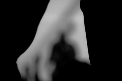 View of trees in the dark