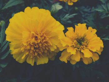 Close-up of yellow flower