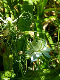 Close-up of plants