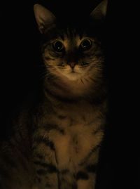 Close-up portrait of cat against black background