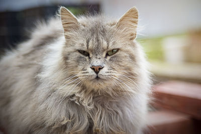 Close-up portrait of a cat