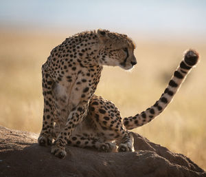 View of a cat on rock