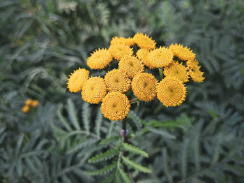 Close-up of yellow flowering plant