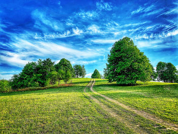 Trees on field against sky