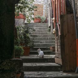 Rear view of man sitting on staircase by building