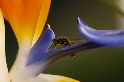 Close-up of insect on purple flower