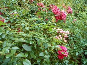 Close-up of pink flowering plants in garden